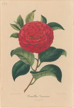 Load image into Gallery viewer, Verschaffelt, Ambroise Plate 122.  “Camellia Zavonio”