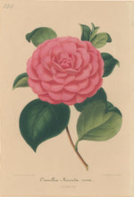 Load image into Gallery viewer, Verschaffelt, Ambroise Plate 124.  “Camellia mirenda rosea”