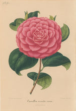 Load image into Gallery viewer, Verschaffelt, Ambroise Plate 129.  “Camellia armida rosea”