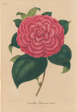 Load image into Gallery viewer, Verschaffelt, Ambroise Plate 131.  “Camellia Pictorum rosea”