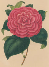 Load image into Gallery viewer, Verschaffelt, Ambroise Plate 131.  “Camellia Pictorum rosea”