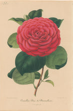 Load image into Gallery viewer, Verschaffelt, Ambroise Plate 133.  “Camellia Duc de Devonshire”
