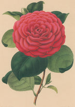 Load image into Gallery viewer, Verschaffelt, Ambroise Plate 133.  “Camellia Duc de Devonshire”
