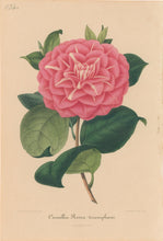 Load image into Gallery viewer, Verschaffelt, Ambroise Plate 134.  “Camellia Rosea triumphans”
