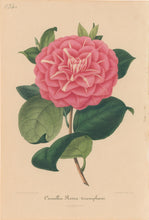 Load image into Gallery viewer, Verschaffelt, Ambroise Plate 134.  “Camellia Rosea triumphans”
