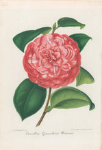 Load image into Gallery viewer, Verschaffelt, Ambroise Plate 292.  “Camellia Giovacchino Rossini”