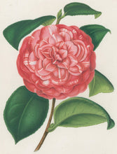 Load image into Gallery viewer, Verschaffelt, Ambroise Plate 292.  “Camellia Giovacchino Rossini”