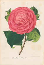 Load image into Gallery viewer, Verschaffelt, Ambroise Plate 297.  “Camellia Carlotta Nencini”
