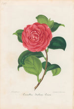 Load image into Gallery viewer, Verschaffelt, Ambroise Plate 299.  “Camellia Isolina Corsi”
