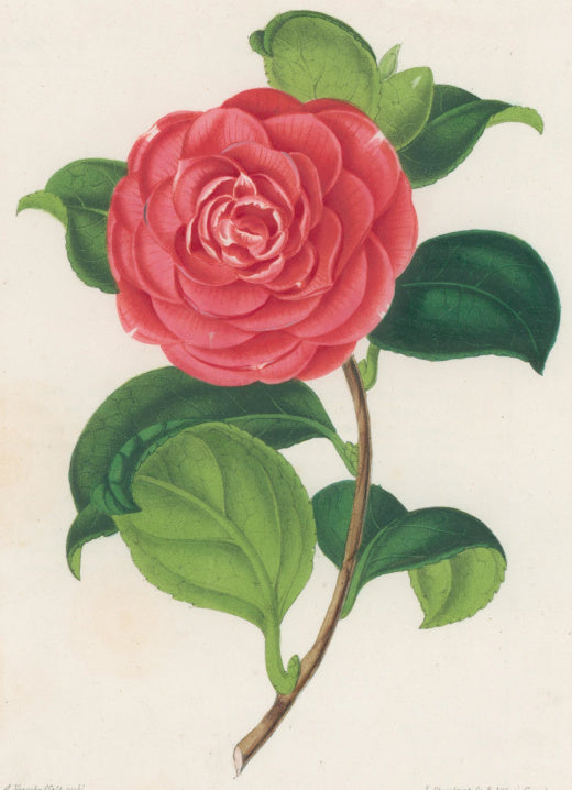 Verschaffelt, Ambroise Plate 299.  “Camellia Isolina Corsi”