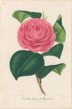 Load image into Gallery viewer, Verschaffelt, Ambroise Plate 300.  “Camellia Général Boccalari”