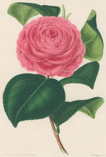 Load image into Gallery viewer, Verschaffelt, Ambroise Plate 300.  “Camellia Général Boccalari”