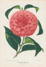 Load image into Gallery viewer, Verschaffelt, Ambroise Plate 318.  “Emilia Borsa.”