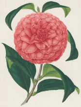 Load image into Gallery viewer, Verschaffelt, Ambroise Plate 318.  “Emilia Borsa.”