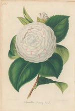 Load image into Gallery viewer, Verschaffelt, Ambroise Plate 333.  “Camellia Jenny Lind.”
