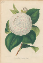 Load image into Gallery viewer, Verschaffelt, Ambroise Plate 333.  “Camellia Jenny Lind.”
