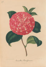 Load image into Gallery viewer, Verschaffelt, Ambroise Plate 97.  “Camellia Pensylvanica”