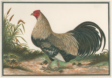 Load image into Gallery viewer, Unattributed "Ayam Jallak. The Finest Breed of Malay Game Cock. Drawn from Life by a Native Chinese Artist."