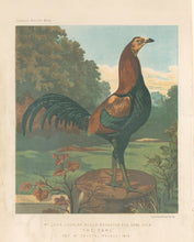 Load image into Gallery viewer, Unattributed  "Mr. John Douglas' Black Breasted Red Game Cock 'The Earl' Cup at Crystal Palace, 1870." From "The Illustrated Book of Poultry"