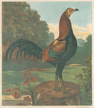 Load image into Gallery viewer, Unattributed  "Mr. John Douglas' Black Breasted Red Game Cock 'The Earl' Cup at Crystal Palace, 1870." From "The Illustrated Book of Poultry"