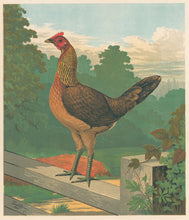 Load image into Gallery viewer, Unattributed "Mr. John Douglas's Black-Breasted-Red Game Hen 'Countess'." From "The Illustrated Book of Poultry"