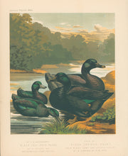 Load image into Gallery viewer, Unattributed "Mr. G.S. Sainsbury's Black East India Ducks; Pair of Black Cayuga Ducks." From "The Illustrated Book of Poultry"