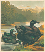 Load image into Gallery viewer, Unattributed "Mr. G.S. Sainsbury's Black East India Ducks; Pair of Black Cayuga Ducks." From "The Illustrated Book of Poultry"