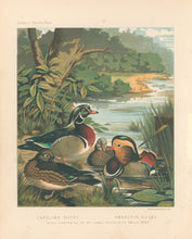 Load image into Gallery viewer, Unattributed  "Carolina Ducks; Mandarin Ducks." From "The Illustrated Book of Poultry"
