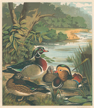 Load image into Gallery viewer, Unattributed  "Carolina Ducks; Mandarin Ducks." From "The Illustrated Book of Poultry"