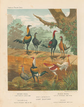 Load image into Gallery viewer, Unattributed "Mr. W.F. Entwisle's Game Bantams: Brown Reds, Duckwings, Black Reds & Piles." From "The Illustrated Book of Poultry"