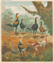Load image into Gallery viewer, Unattributed "Mr. W.F. Entwisle's Game Bantams: Brown Reds, Duckwings, Black Reds & Piles." From "The Illustrated Book of Poultry"