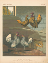 Load image into Gallery viewer, Unattributed "Mr. Matthew Leno's Gold & Silver-Laced Bantams." From "The Illustrated Book of Poultry"