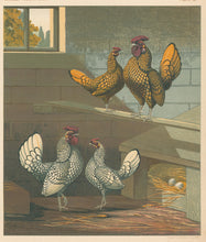 Load image into Gallery viewer, Unattributed "Mr. Matthew Leno's Gold & Silver-Laced Bantams." From "The Illustrated Book of Poultry"