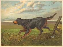 Load image into Gallery viewer, Shaw, Vero  “Gordon Setter ‘Blossom.’ The Property of Mr. Howard Mapplebeck.”