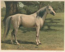 Load image into Gallery viewer, Unattributed.  “The Arab Pony Charger of General Sir Hope Grant, G.C.B. in the Indian Mutiny of 1859 and Chinese Campaign of 1860.”  From "Cassell’s The Illustrated Book of the Horse"