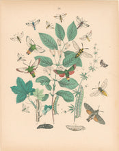 Load image into Gallery viewer, Cassell. Plate 20. From &quot;European Butterflies and Moths&quot;
