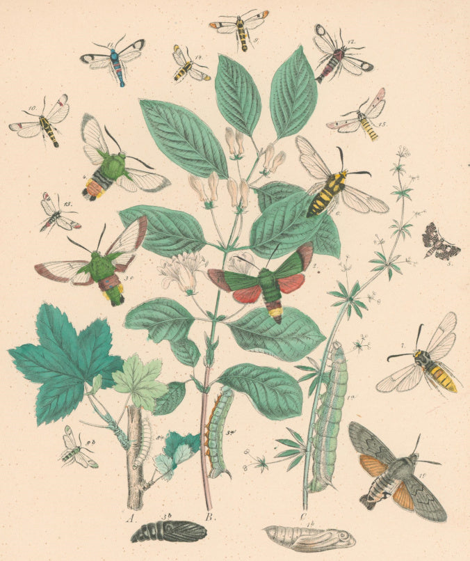 Cassell. Plate 20. From 
