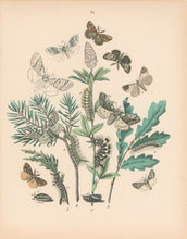 Load image into Gallery viewer, Cassell. Plate 24. From "European Butterflies and Moths"