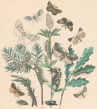 Load image into Gallery viewer, Cassell. Plate 24. From "European Butterflies and Moths"