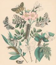 Load image into Gallery viewer, Cassell. Plate 25. From "European Butterflies and Moths"