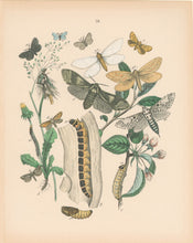 Load image into Gallery viewer, Cassell. Plate 26. From "European Butterflies and Moths"