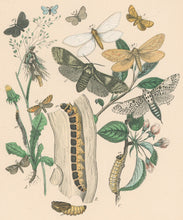 Load image into Gallery viewer, Cassell. Plate 26. From "European Butterflies and Moths"