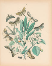 Load image into Gallery viewer, Cassell. Plate 31. From "European Butterflies and Moths"