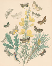 Load image into Gallery viewer, Cassell. Plate 33. From &quot;European Butterflies and Moths&quot;
