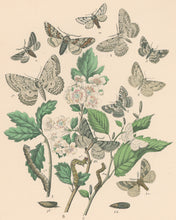 Load image into Gallery viewer, Cassell. Plate 46. From &quot;European Butterflies and Moths&quot;
