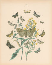 Load image into Gallery viewer, Cassell. Plate 58. From "European Butterflies and Moths"