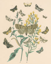 Load image into Gallery viewer, Cassell. Plate 58. From "European Butterflies and Moths"