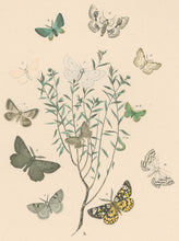 Load image into Gallery viewer, Cassell. Plate 59. From &quot;European Butterflies and Moths&quot;
