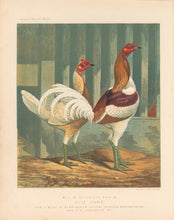 Load image into Gallery viewer, Unattributed "Mr. C.W. Brierley's Pair of Pile Game." From "The Illustrated Book of Poultry"