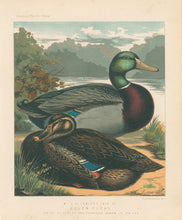 Load image into Gallery viewer, Unattributed "Mr. J.K. Fowler's Pair of Rouen Ducks." From "The Illustrated Book of Poultry"